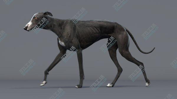 images/goods_img/20210312/Greyhound 3 Animated model/3.jpg